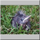 Turdus merula - Amsel jung-01.jpg